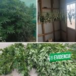 Detienen a hombre de 58 años por cultivo de marihuana en toma del Cerro La Virgen