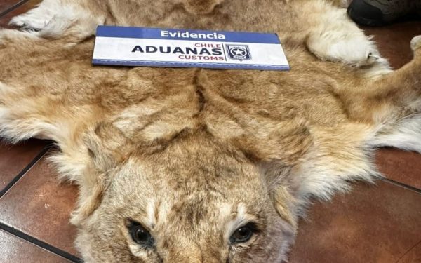 Aduana-San-Antonio-incautacion-pieles-2-e1741285475739