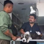 Subdere aprueba proyecto de esterilización gratuita en San Antonio