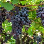 Expertos del agro de la Región de Valparaíso defienden la rigurosidad chilena tras fallo en Estados Unidos