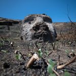 Corte Suprema confirma condenas por homicidio frustrado, incendio, lesiones y daños en isla de Pascua