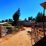 Incumplimiento de orden judicial por parte del municipio de San Antonio y de organismos estatales ha impedido que se ejecute el desalojo de la megatoma Centinela