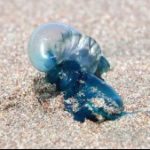 Seremi de Salud dicta prohibición de baño en playas de Cartagena, El Tabo y Santo Domingo por presencia de Fragata Portuguesa