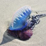 Seremi de Salud levanta prohibición de baño y actividades recreativas en playas de Santo Domingo