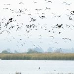 Santuario Humedal Río Maipo conmemora su rol clave como patrimonio sociocultural en el Día Mundial de los Humedales