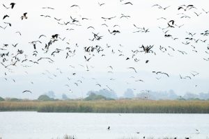 Santuario-Humedal-rio-Maipo-2-1024x682