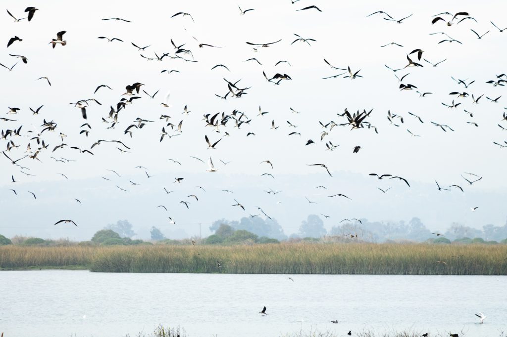 Santuario-Humedal-rio-Maipo-2-1024x682