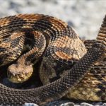 San Antonio: SAG realiza «barrido» en la zona de San Juan tras denuncia por serpiente cascabel