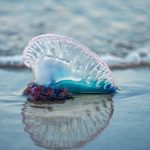 Seremi de Salud prohíbe el baño en playas de Santo Domingo por presencia de fragata portuguesa