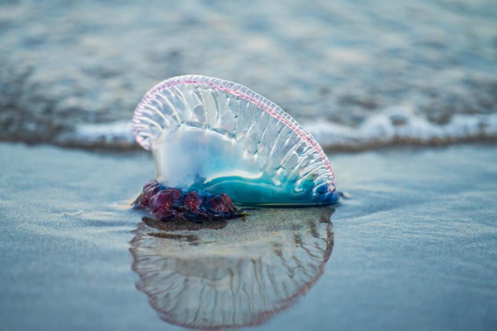 Portuguese man o' war man of war on the beach in Florida, Atlantic, Water, Salt water, blue