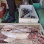 Sernapesca incauta más de 100 kilos de recursos hidrobiológicos sin acreditación de origen legal en Valparaíso
