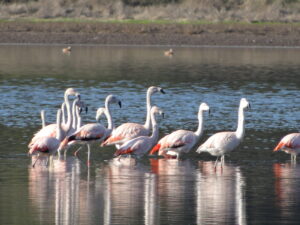 RN-El-Yali-Flamencos-1