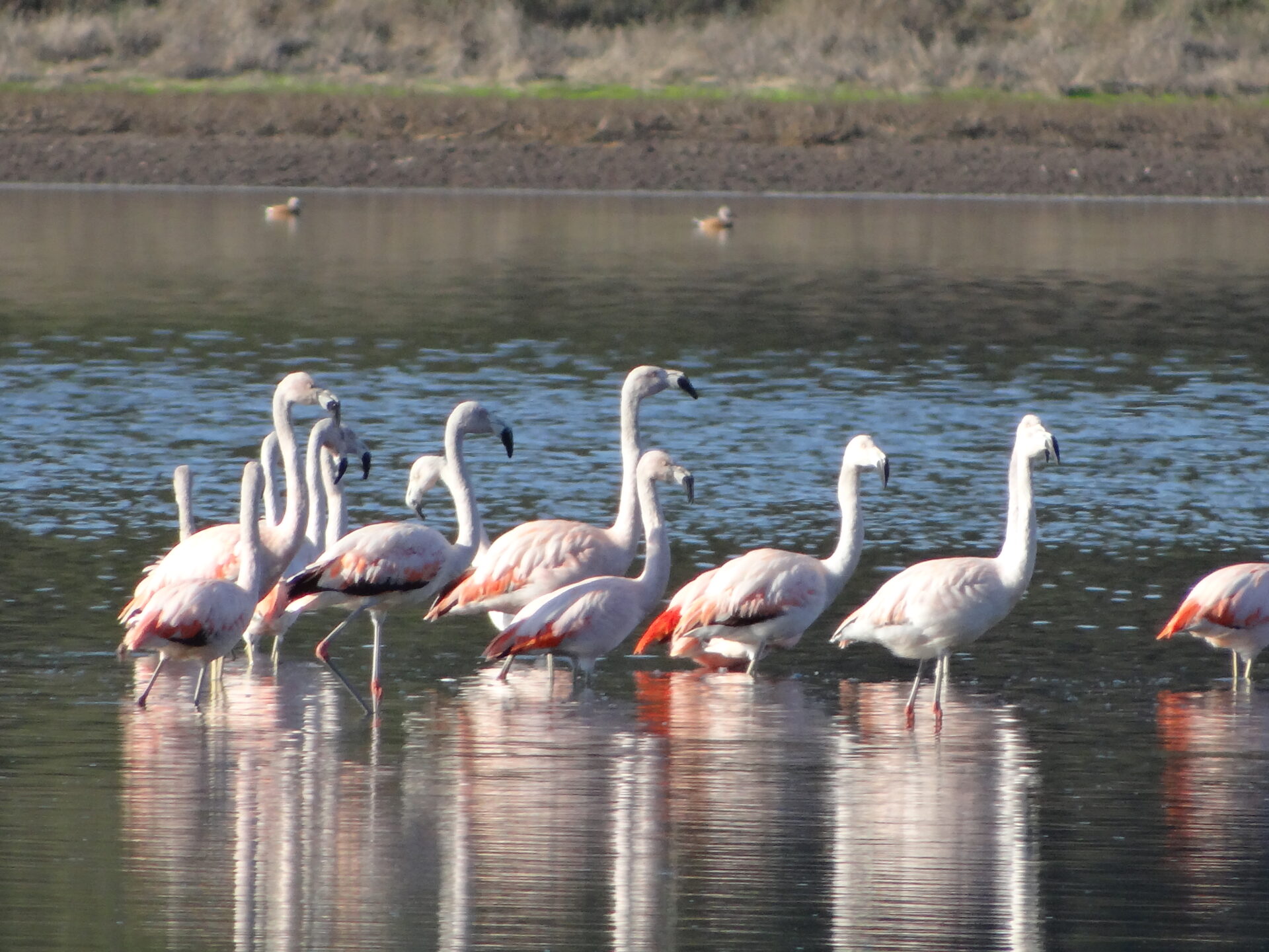 RN-El-Yali-Flamencos-1
