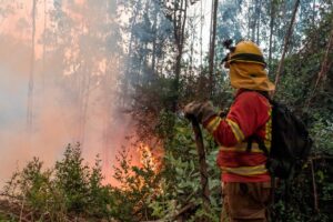 Tramites-post-incendios