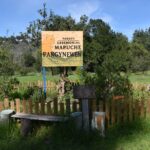 Cultura mapuche, alimentación saludable y medicina ancestral se toman Cartagena