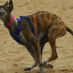 Cámara de Diputadas y Diputados aprueba prohibición de las carreras de perros en Chile