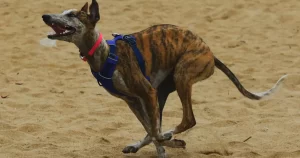 camara-aprueba-la-prohibicion-de-carreras-de-perros-en-chile-y-proyecto-avanza-en-el-congreso