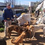 PDI VALPARAÍSO LOGRÓ RESCATAR A CUATRO PERROS GALGOS EN SAN ANTONIO