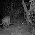 Tras cinco años sin avistamientos: captan imágenes de un puma dentro de la Reserva Lago Peñuelas