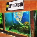 PDI Valparaíso detiene a dos personas por comercialización de peces genéticamente modificados