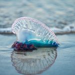 Seremi de Salud prohíbe el baño en dos playas de la Región de Valparaíso por presencia de Fragata Portuguesa